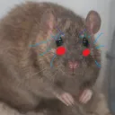 icyrat_