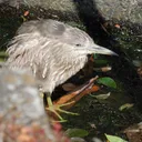 karasubato8925