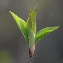 knospae