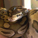 python3536