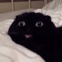 bananakingu_#0233's avatar