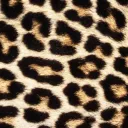 vicia_faba