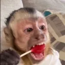 froglolgen