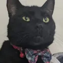 dillondev