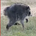pointyraccoon