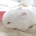 avatar PrincessUnicornBunnyKittenAngel