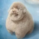baybaypras