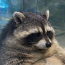 avatar Ｃ | ａ |ｓ | ｉ | ｋ | ｙ | ｒ