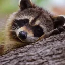 cyanraccoon