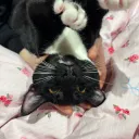 noceurr