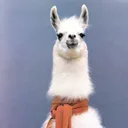 theduffmaster