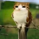 peeuzin