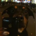 jackazoo