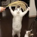 kornkatt