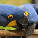 reevu