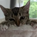 lazy_fred