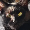 kaytra_kat