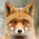 malkfuchs member profile picture