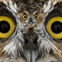 .aceowl