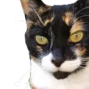 merwoc
