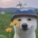 shpokky