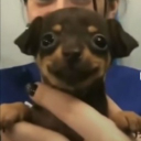 Vazque