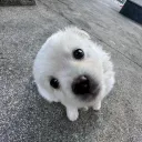 nabiichu
