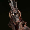 avatar Mantis Toboggan