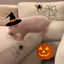 tehpig_yt