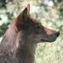 wolfsquish