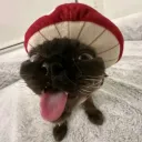 mushroomtop