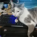 krissgwi