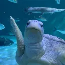 saltwaterhappy