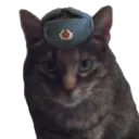 ushankacat.