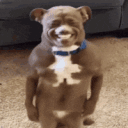 dezzial