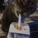 fistuq