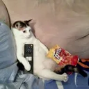 _gatto