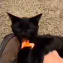 avatar Disguisedlynx