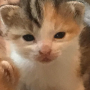 avatar 🌷Mali-Moo🌷