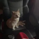 neko_nyabula