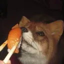 maxcat