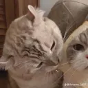 nell_8888