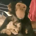 .zikkey