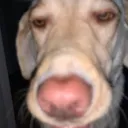 estebone