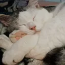 yumihusky