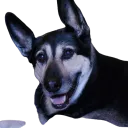 brute_squad