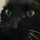 salem.cat