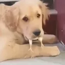 0opizzapartyo0