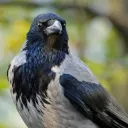 .crow_fish
