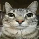 mzkntv